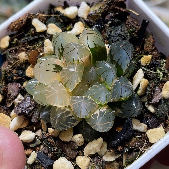 519霓虹灯锦福利一物