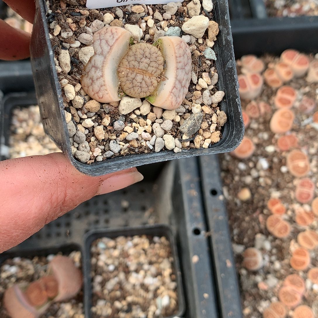 C238多肉植物保护研究所