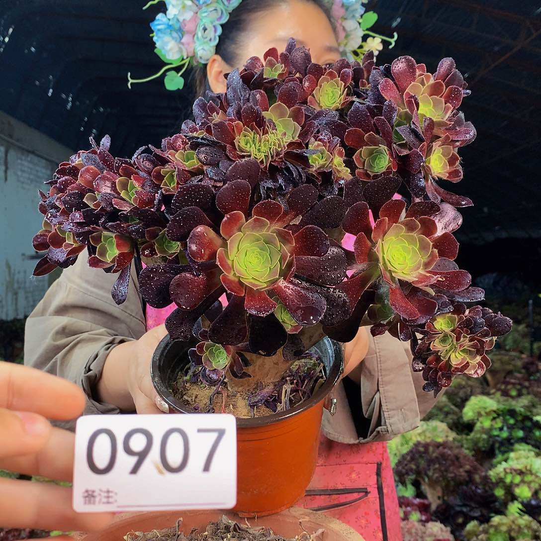 无花朵柒哥多肉法师不包侧断枝907