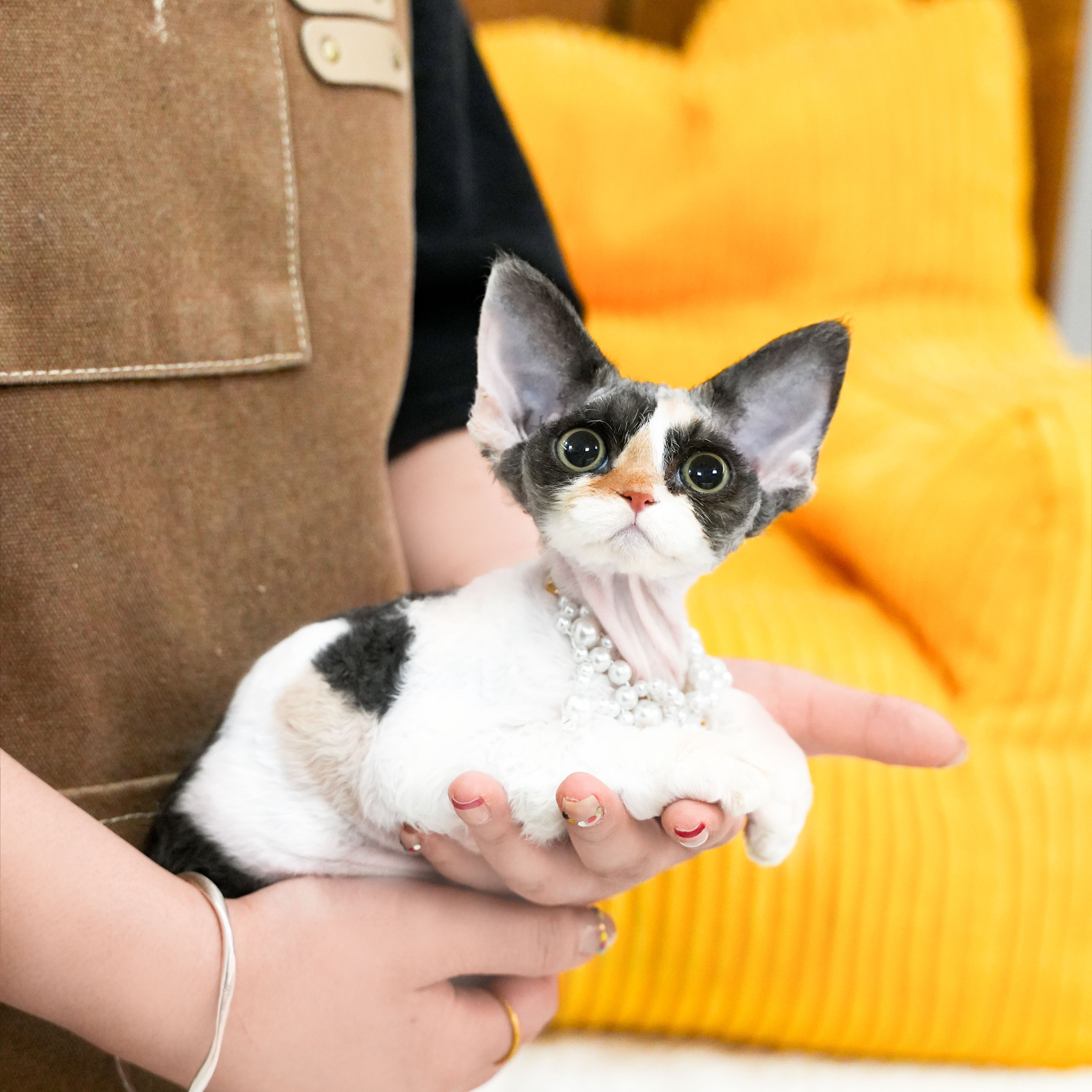 三花德文妹妹 小熊猫 全款8800宠物