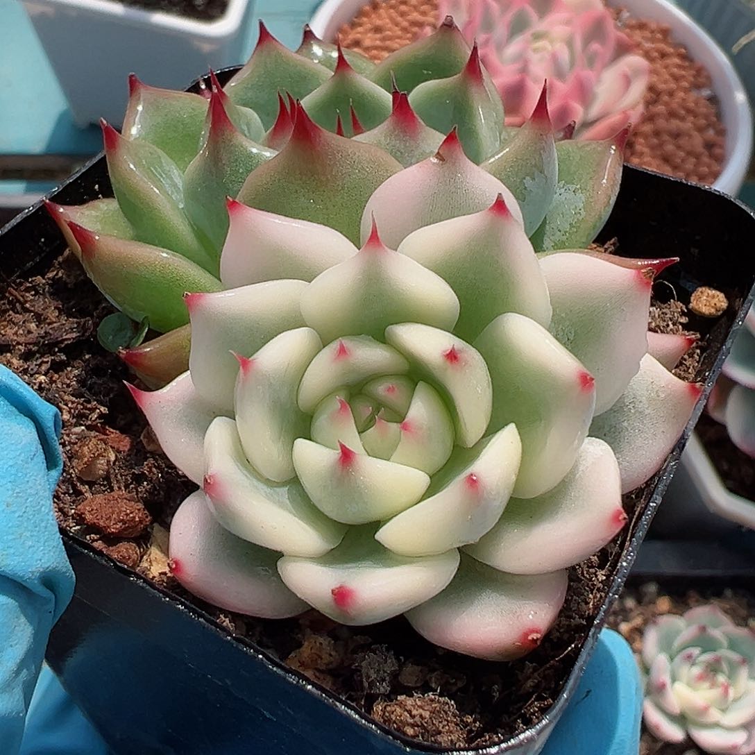 吉娃娃锦，覆轮头加绿头