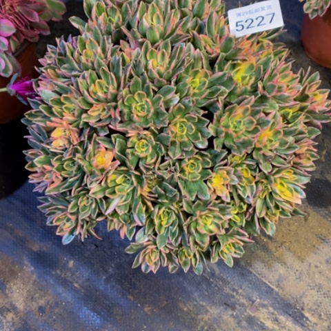 甜茶多肉植物5227