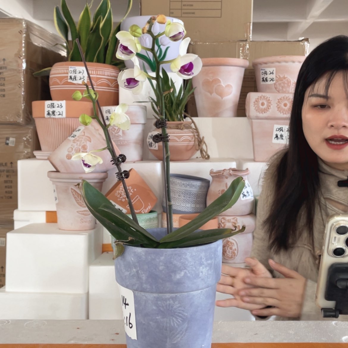 【闪购商品】红陶紫色向日葵14-16