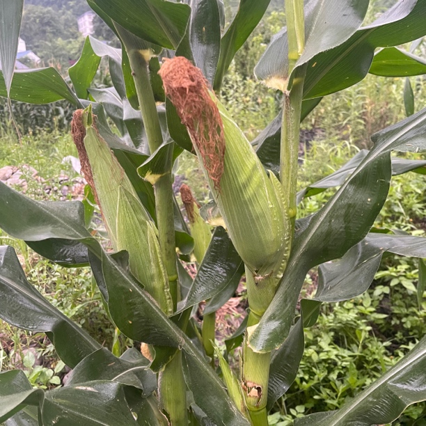 重庆金佛山928高山小甜糯 玉米新鲜现摘 带壳发货