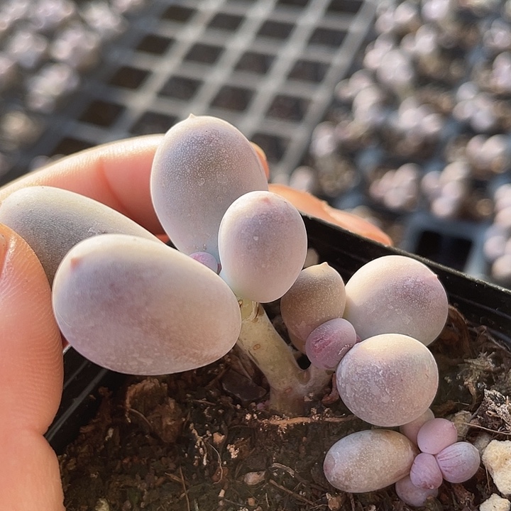 一我一拍满18包邮