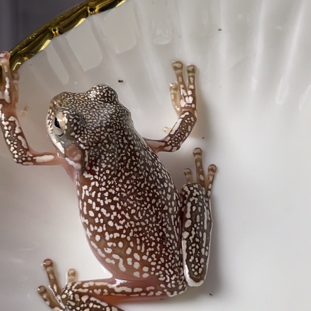 吾***蓝老爷树蛙定向款，买三送一