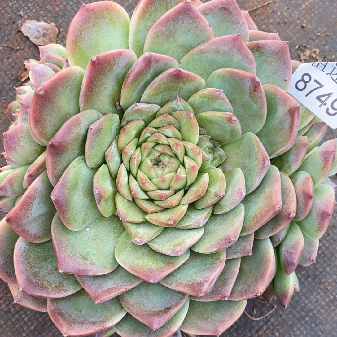 怡***惠杂交精品多肉8749~16厘米