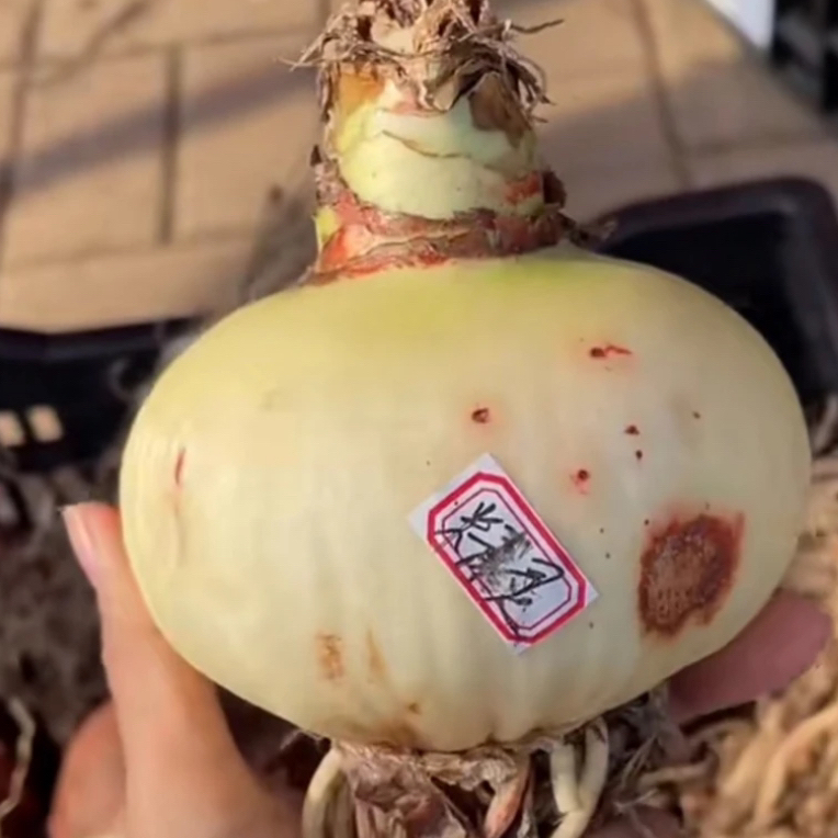 买2送1】朱顶红种球7-8厘米