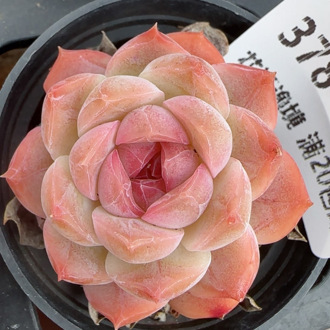 花语逸镜0206-378