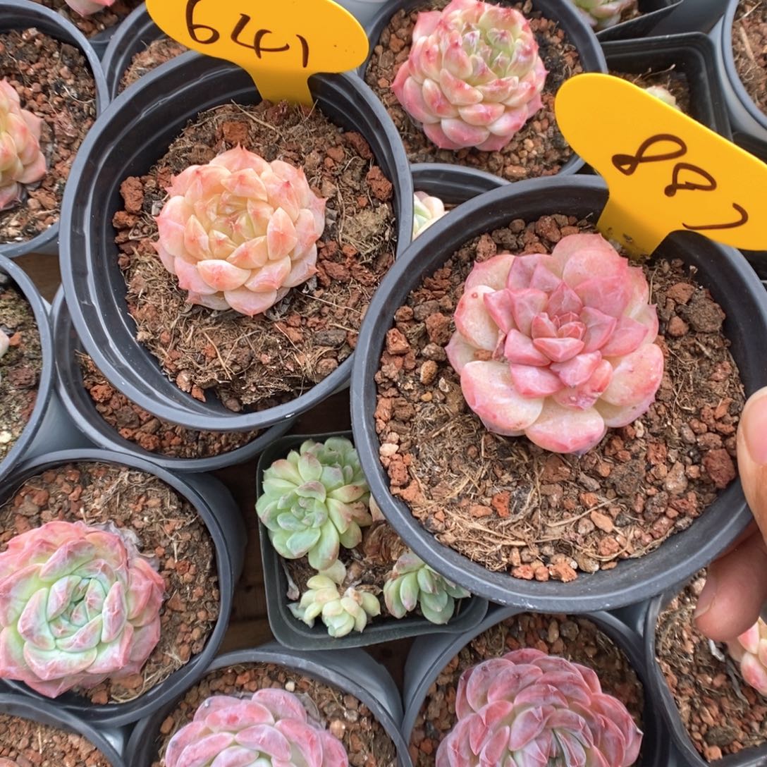 发***橙冰魄641。   887号。 