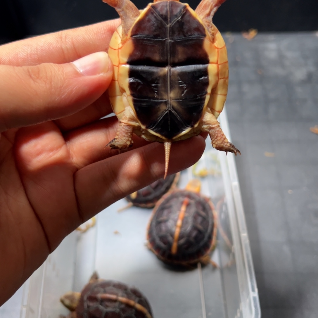 中华草龟母安缘母龟