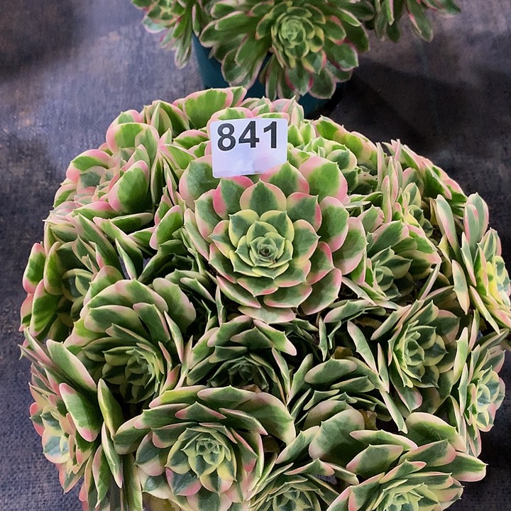 法师白凤841000000