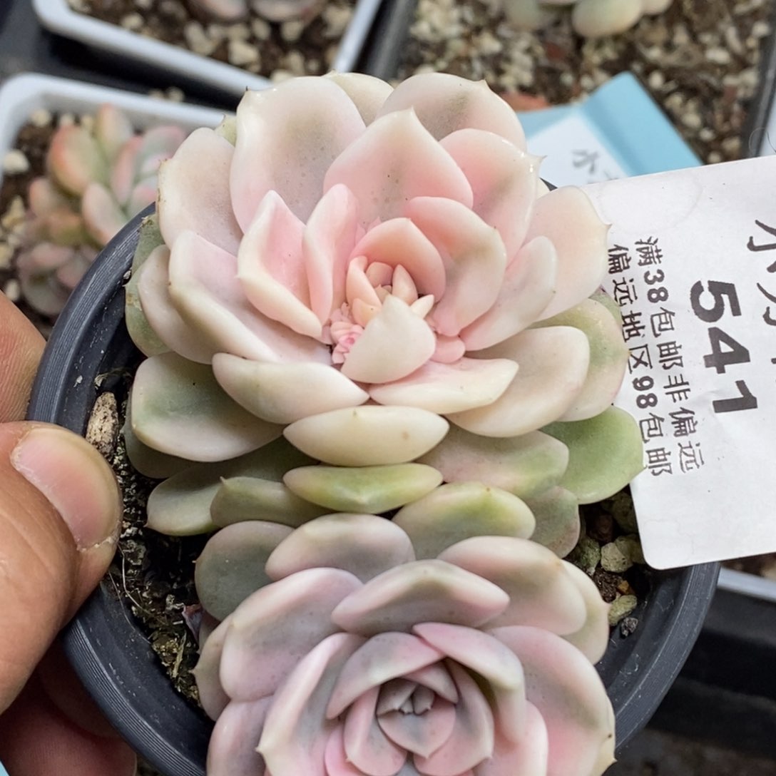 541雪兔锦双头福伦锦