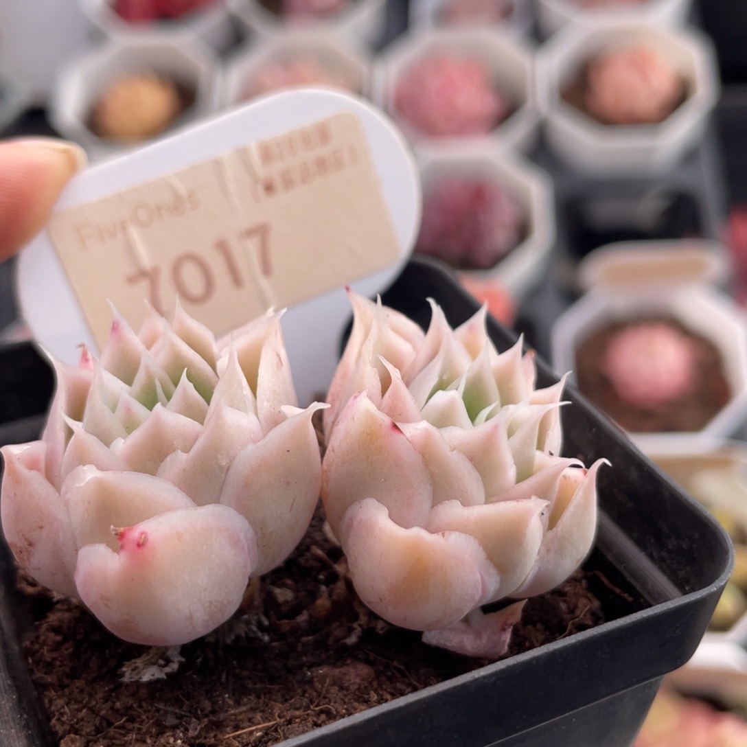 厘丝绒7017-5.0厘米