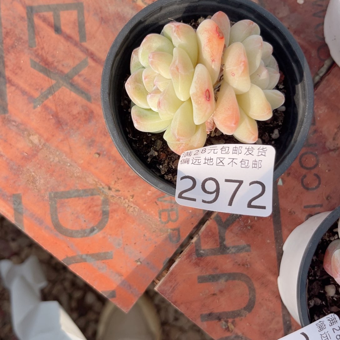 q2972:；d g c c vg