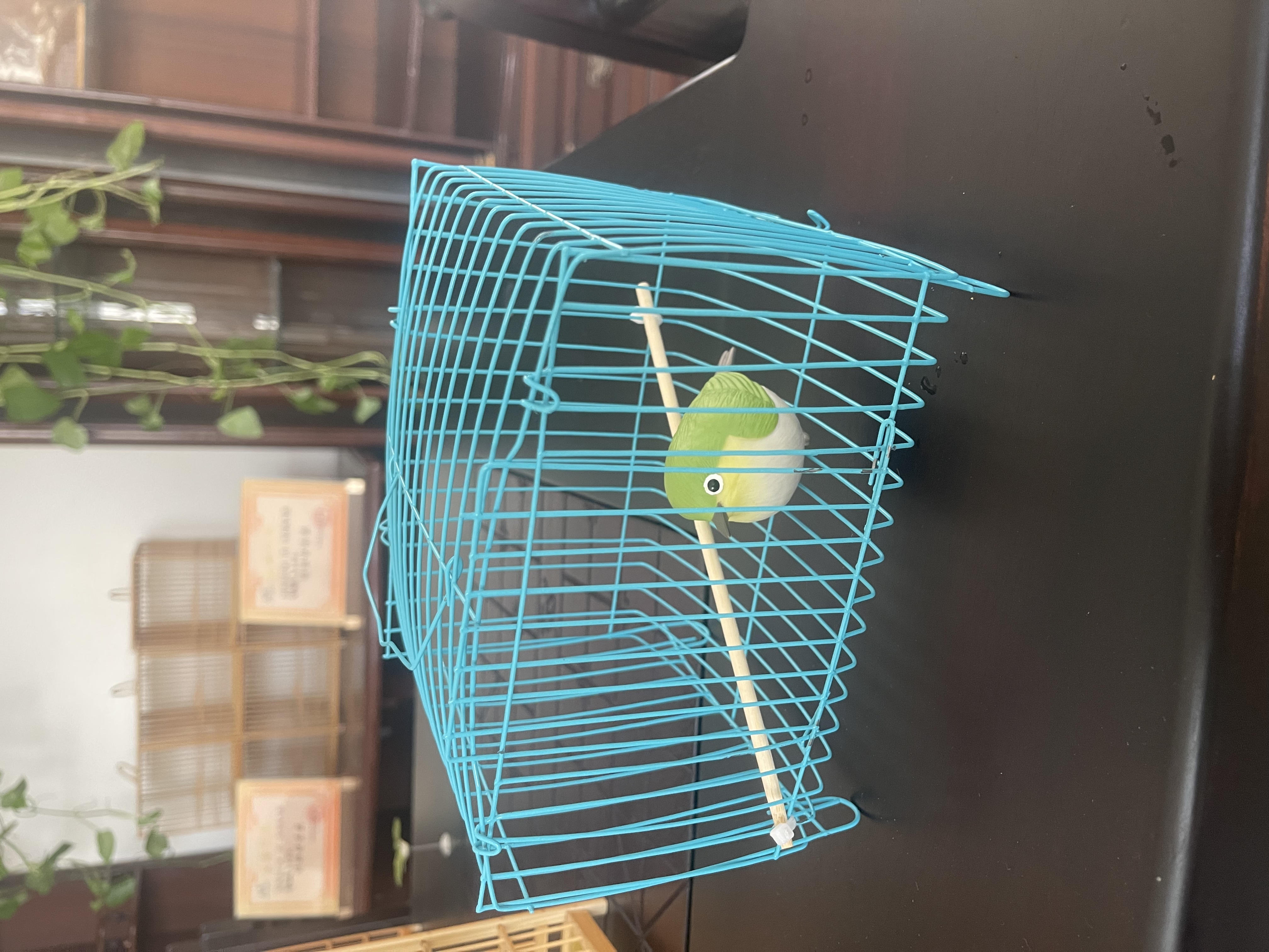 暗绿绣眼鸟一只，暗绿绣眼运输笼，