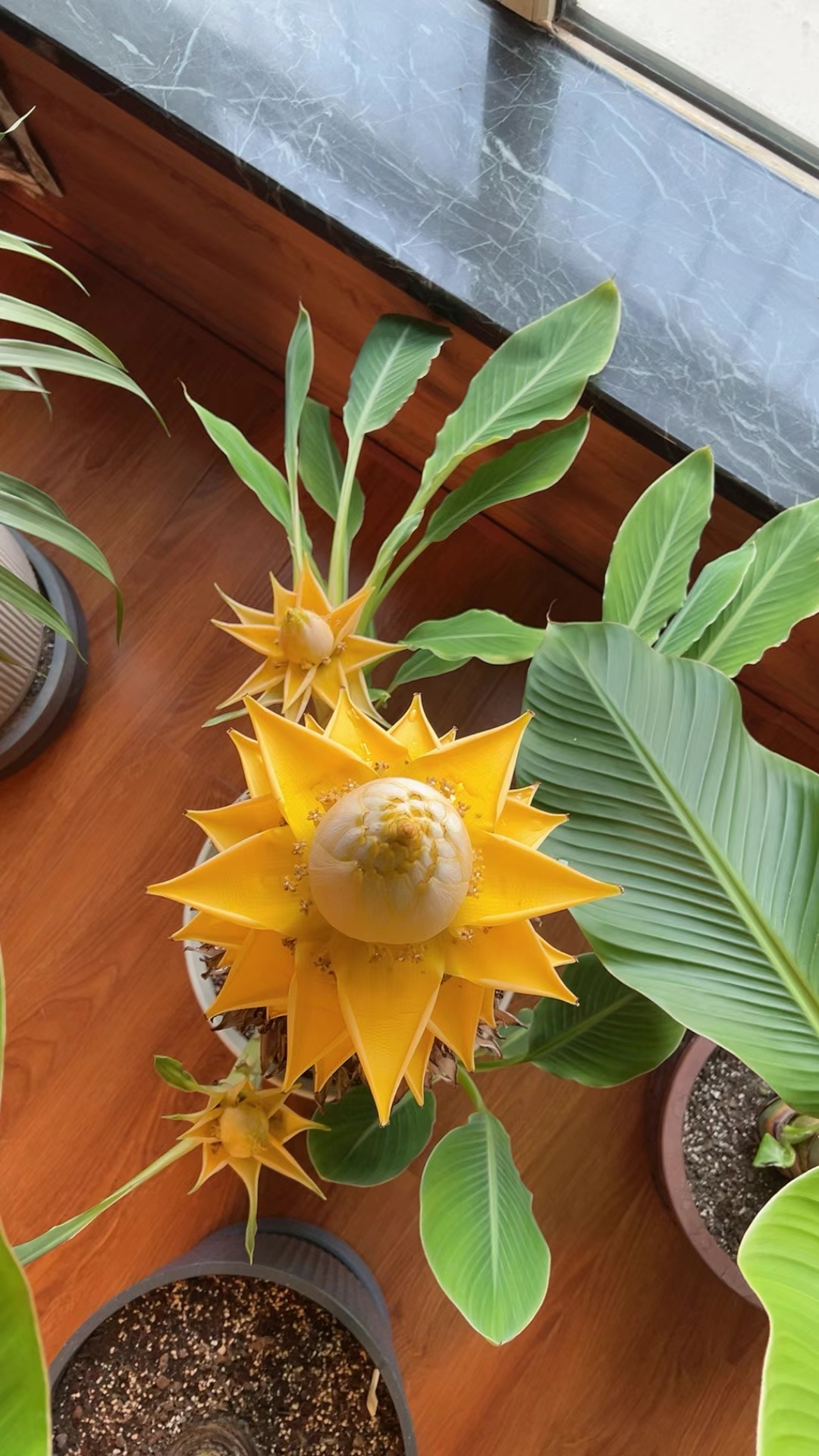 云南特色花卉奇花异草盆栽地栽吸甲醛地涌金莲地涌金莲花正宗批发