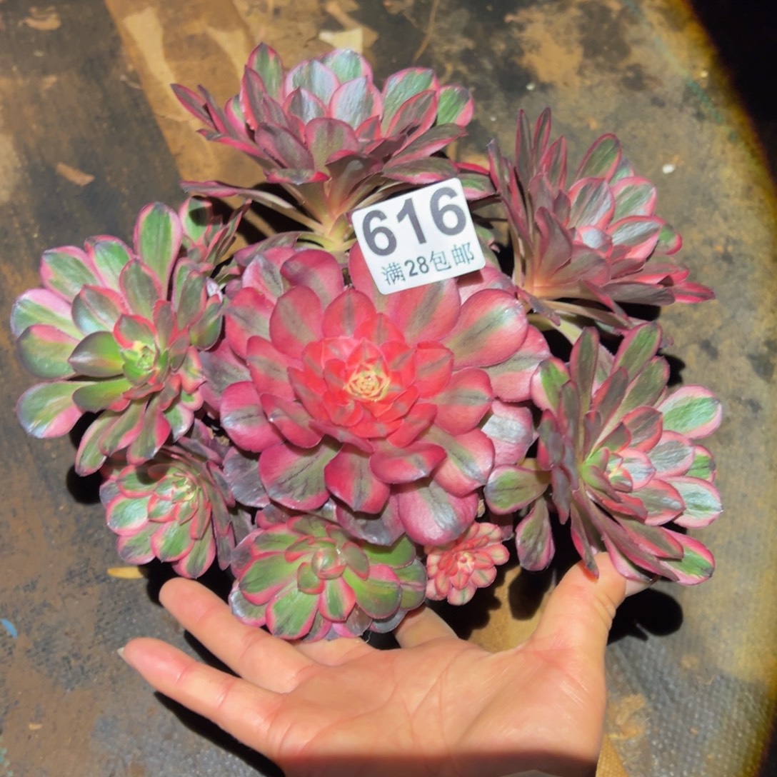 多肉植物616纳福的