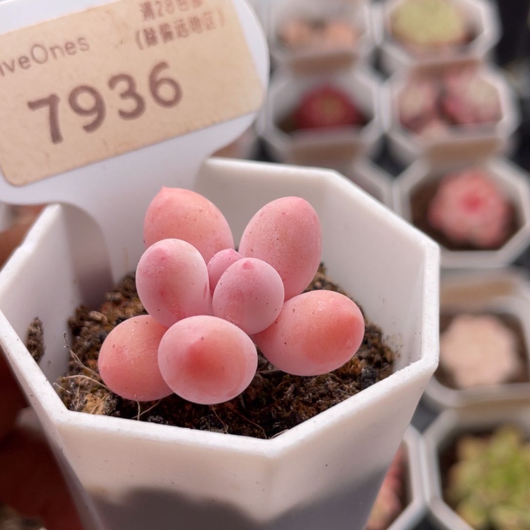 汤圆7936-3.0厘米