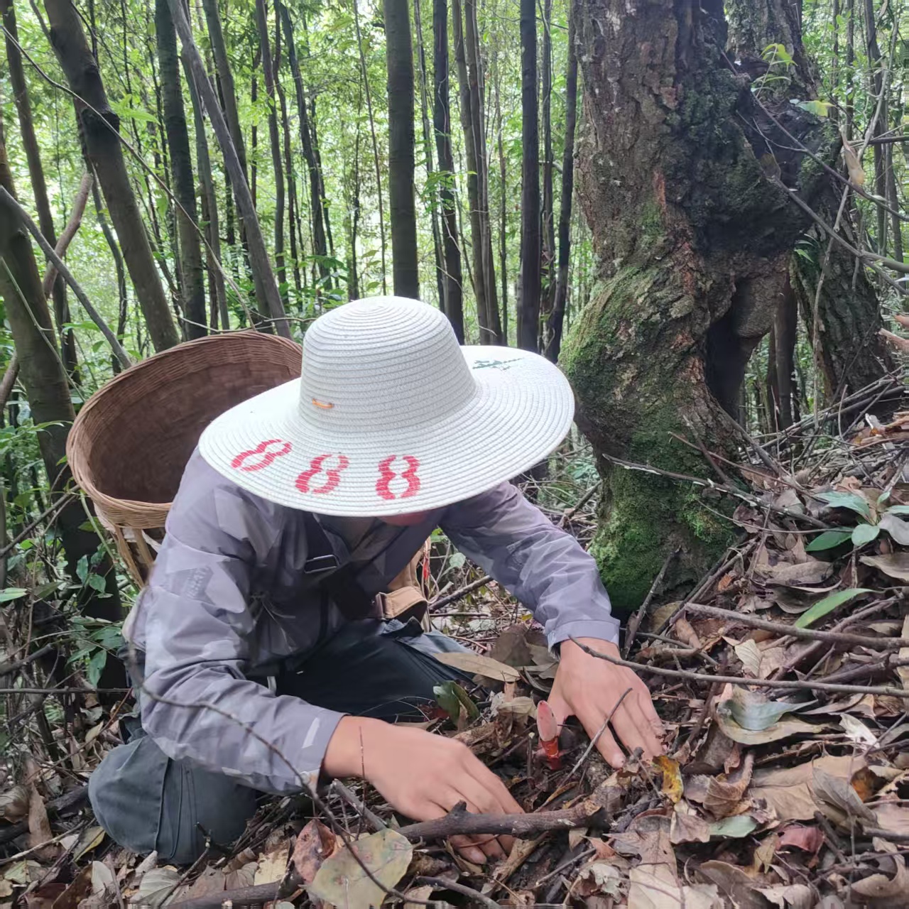云南山货土特产通用临时链接