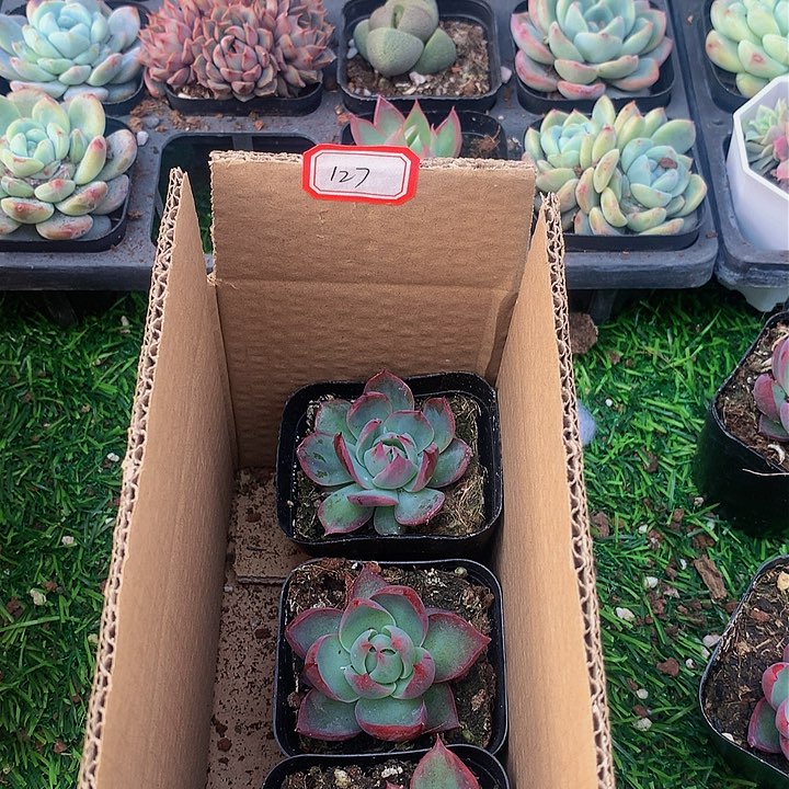 A127惊鸿仙子多肉