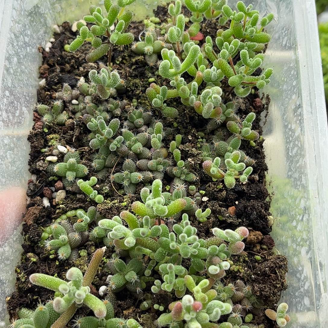 009混播切糕优选枝干番杏