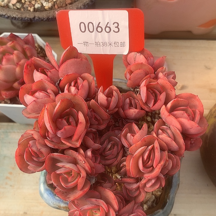 00663册KTV嗯兔哦哦哦