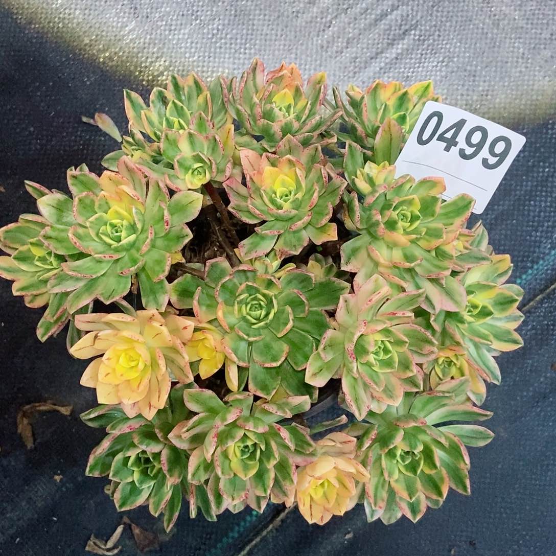 红陶0499甜茶4多肉