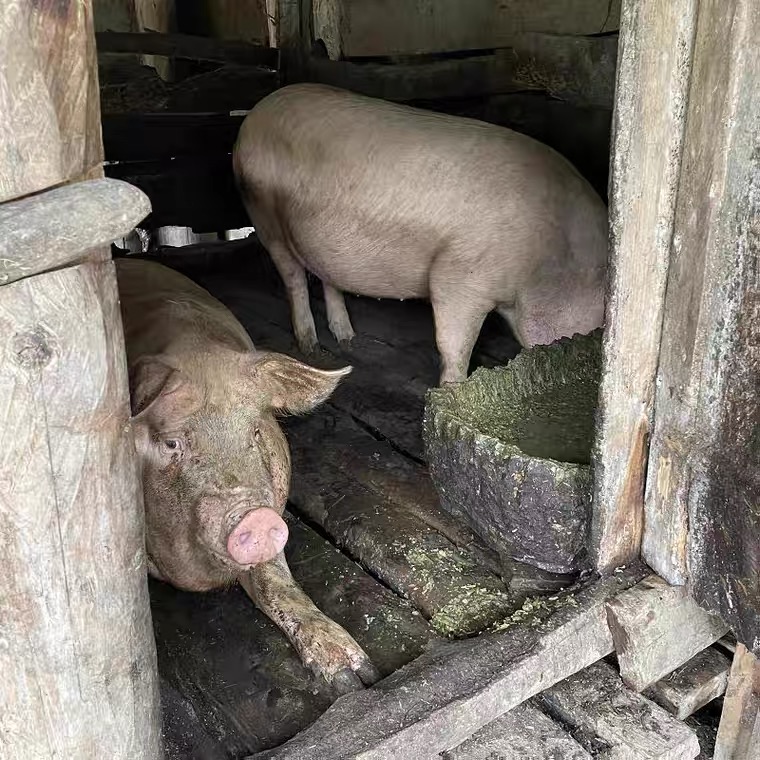 1家乡土猪腊肉农家喂养