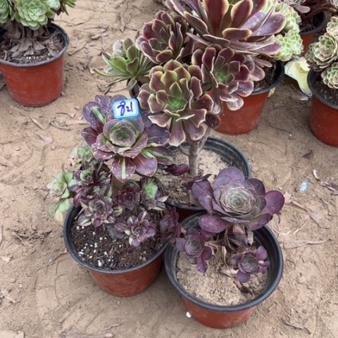 3***5821多肉植物组合，