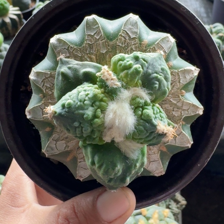 742蛋尤怒涛牡丹