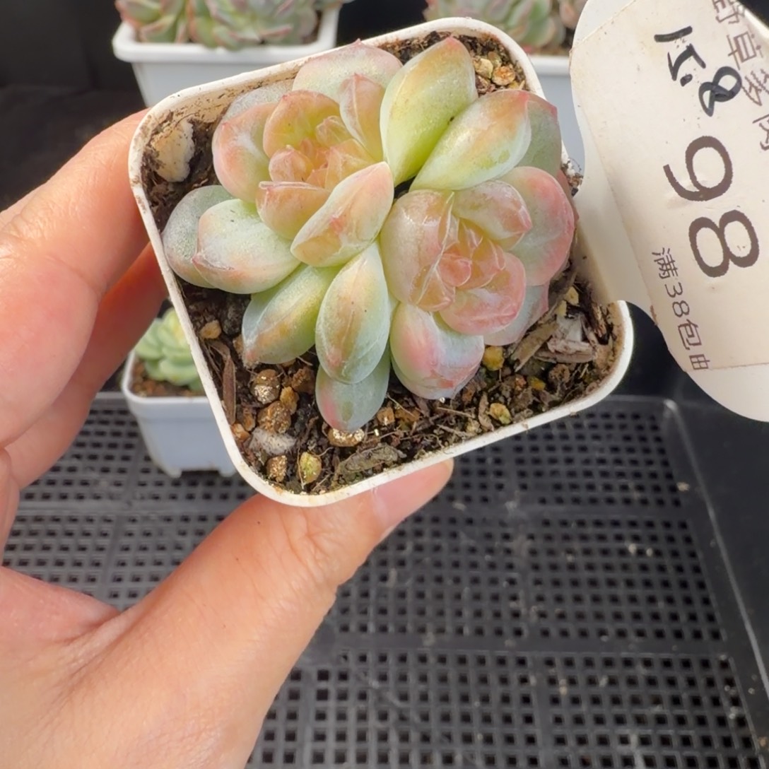 欲仙双头福利98号一颗