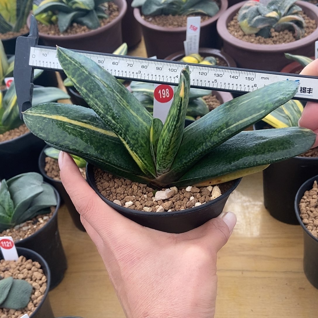 198恐龙锦大母本带盆发货