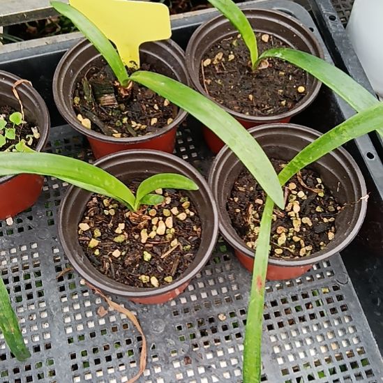 无花朵皮皮虾1+发一个