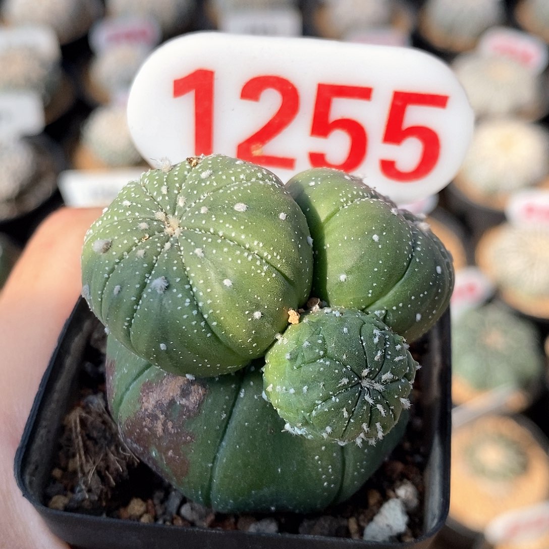 1255特价四头兜福利