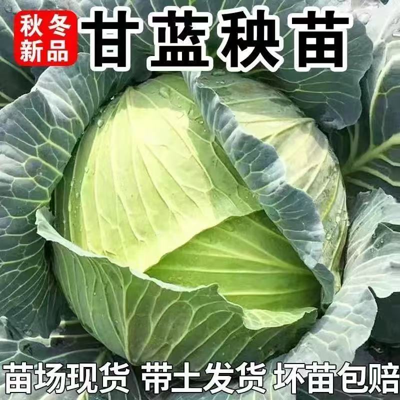 耐热早熟绿甘蓝苗圆白菜苗包菜苗卷心菜苗大头菜种子秧春秋蔬菜苗