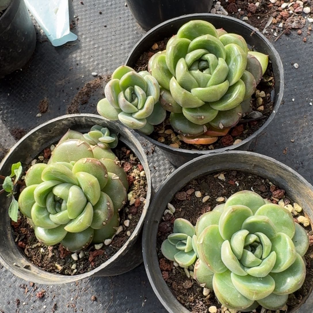 29-28皮艾拉珍妮特殊种三颗量拍发货