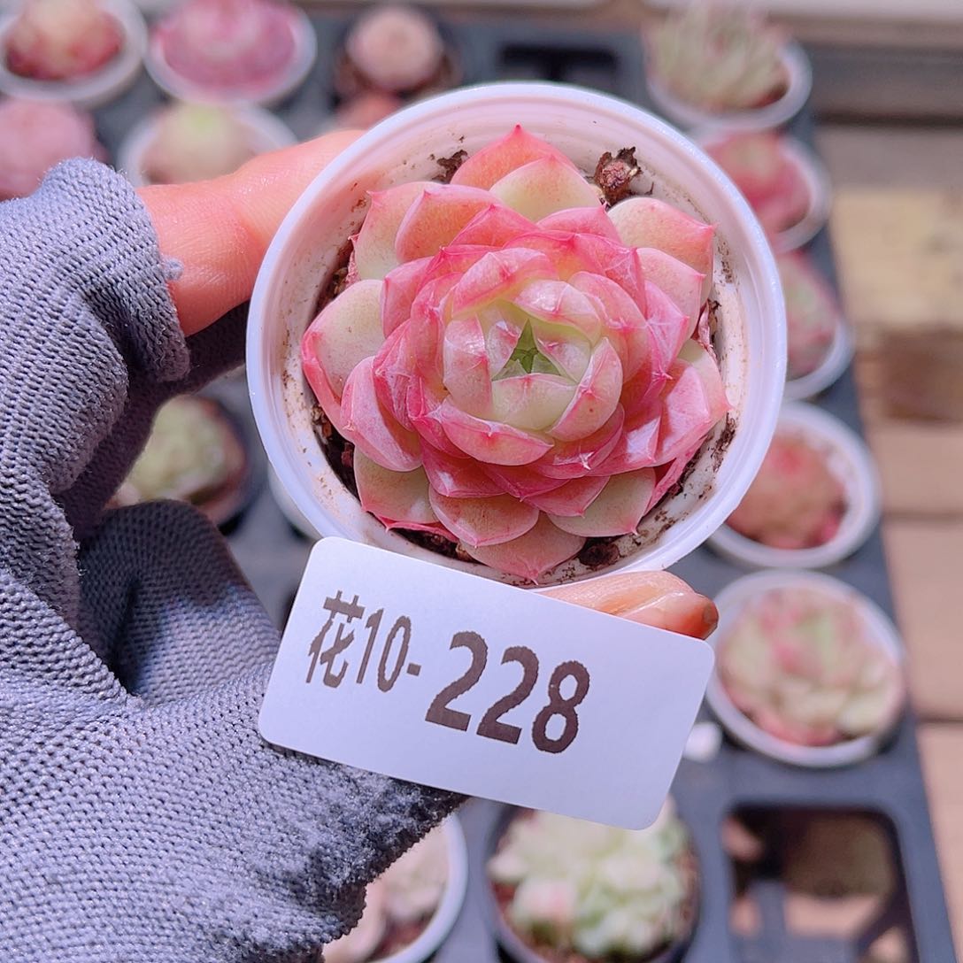 花10-228新品单头