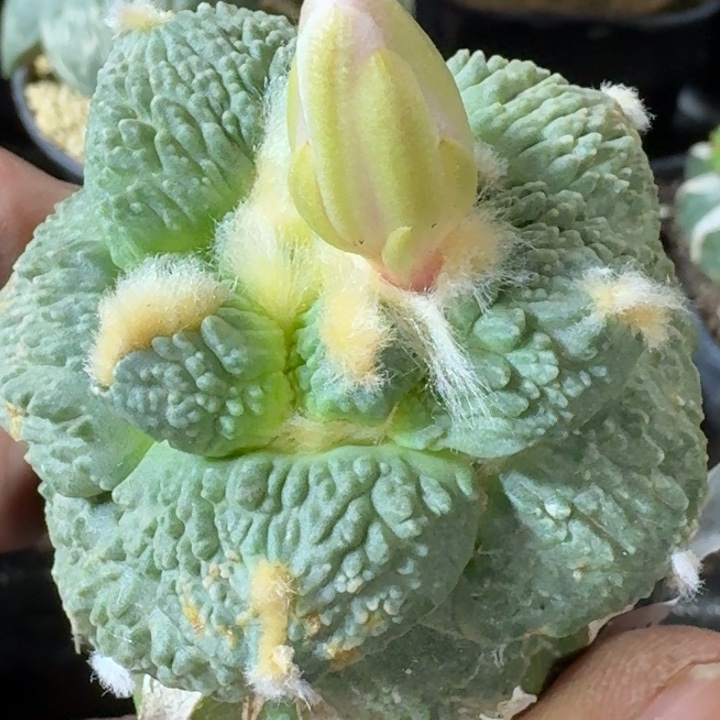无花朵苗接怒涛205