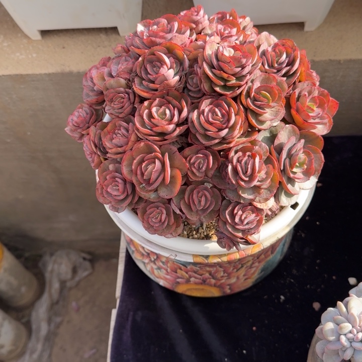 20厘米左右一物一拍的