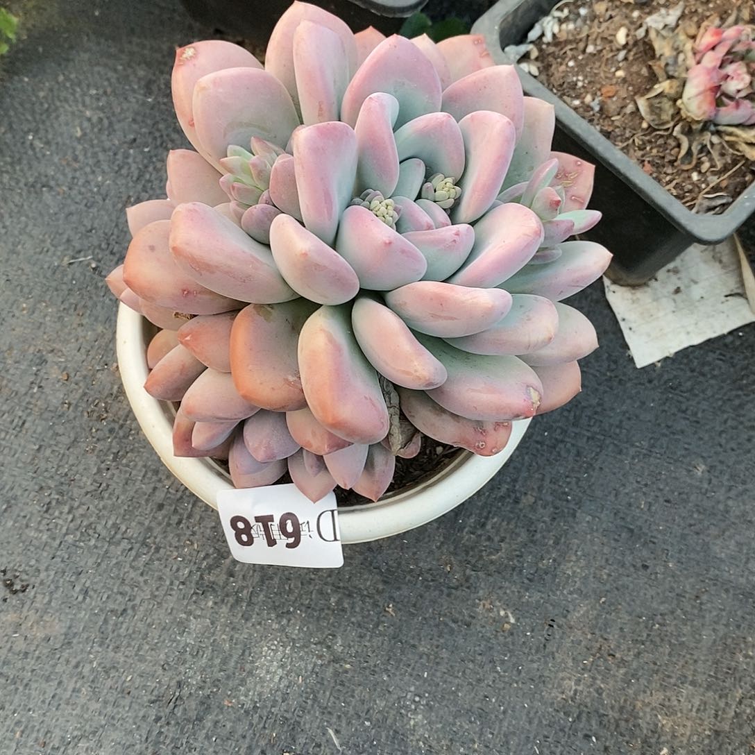 米*丫618奥橙多肉植物