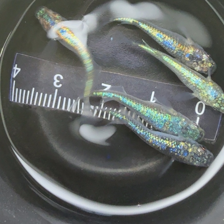 青鳉鱼海王星21号