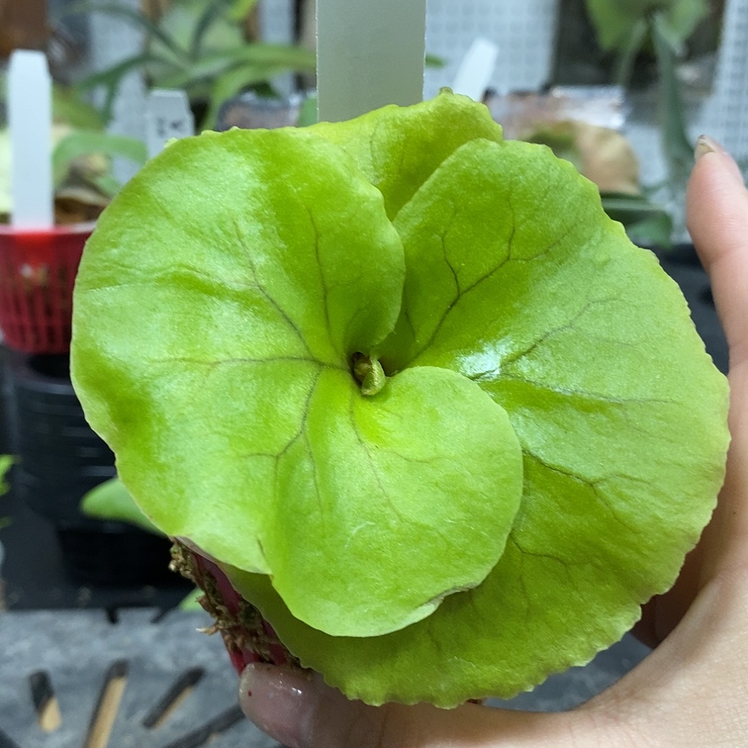 无花朵亚皇鹿角蕨