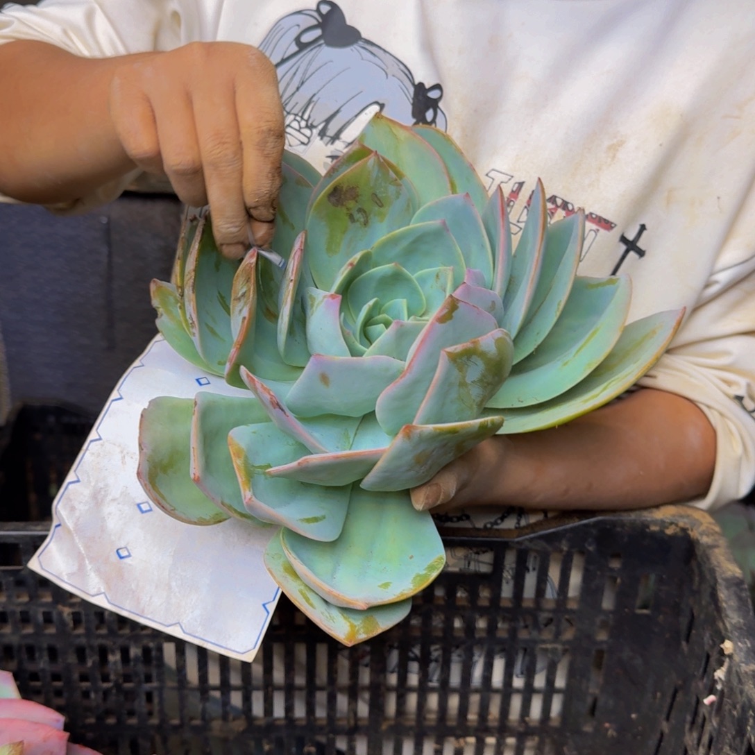 用***4血凤 一颗 不包损69号