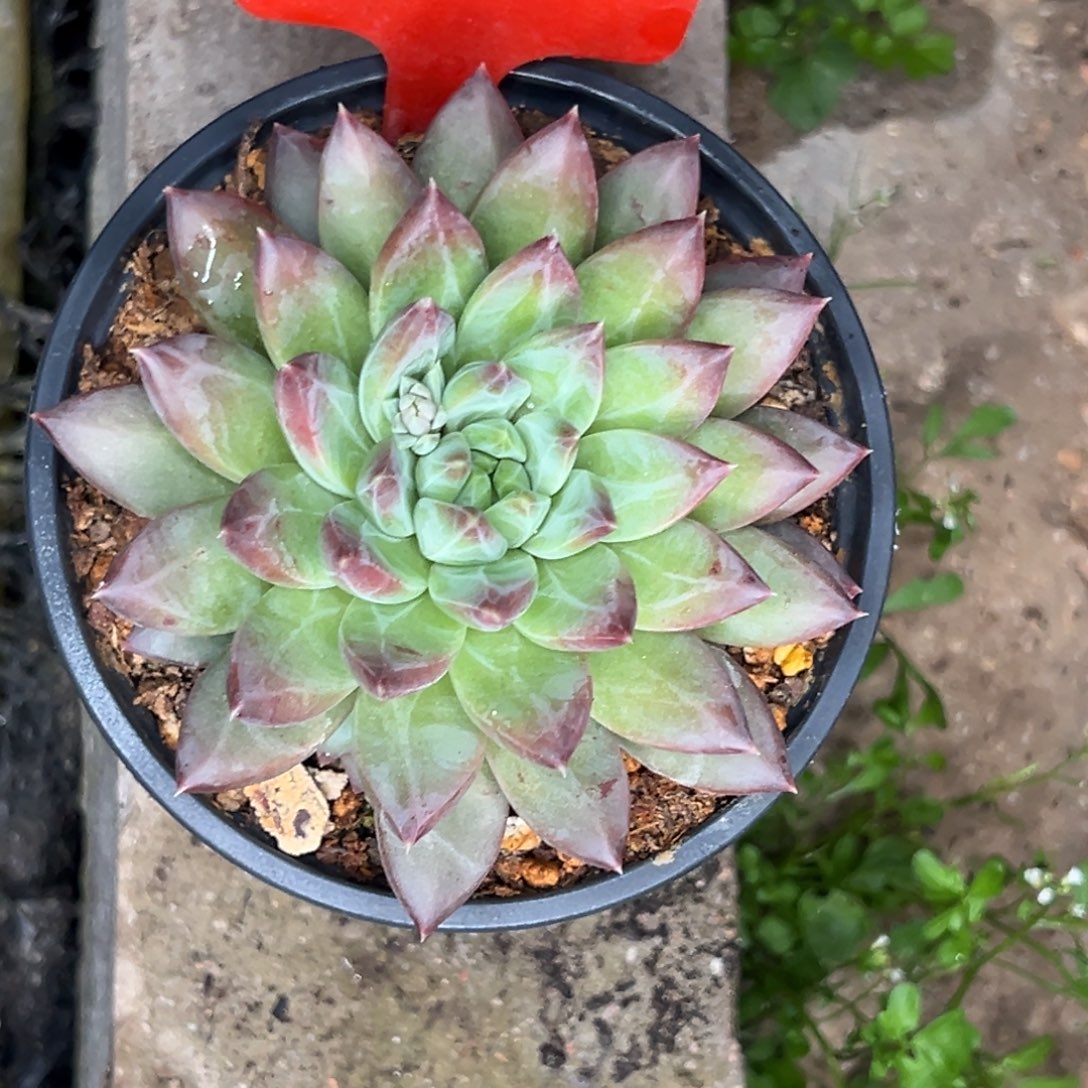 2420号晚上多肉植物群生