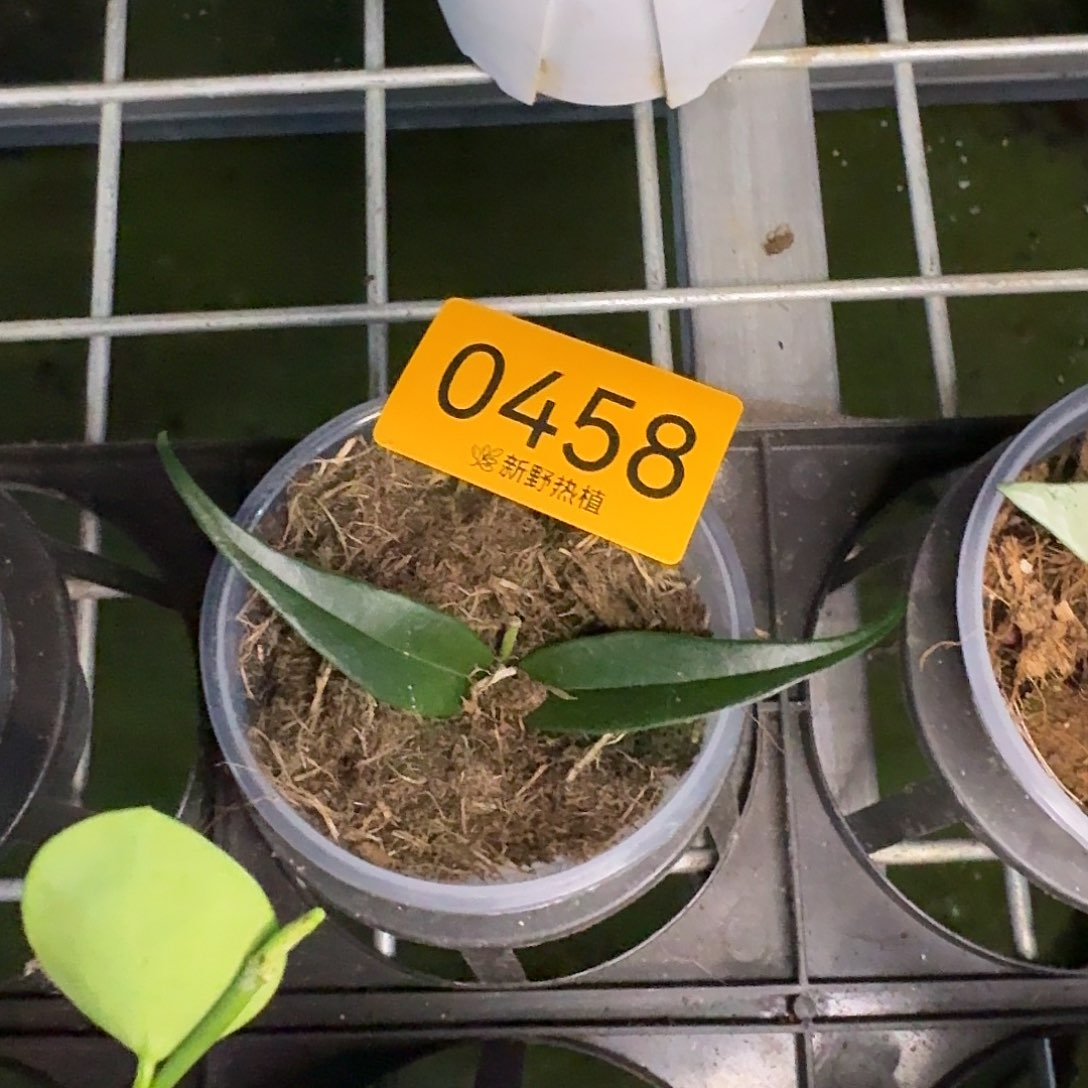 一***开完全开放0468柳是球兰