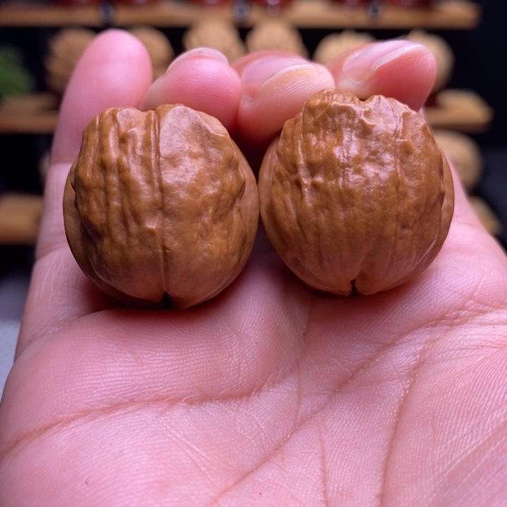 木质类云铁甲壳虫21号