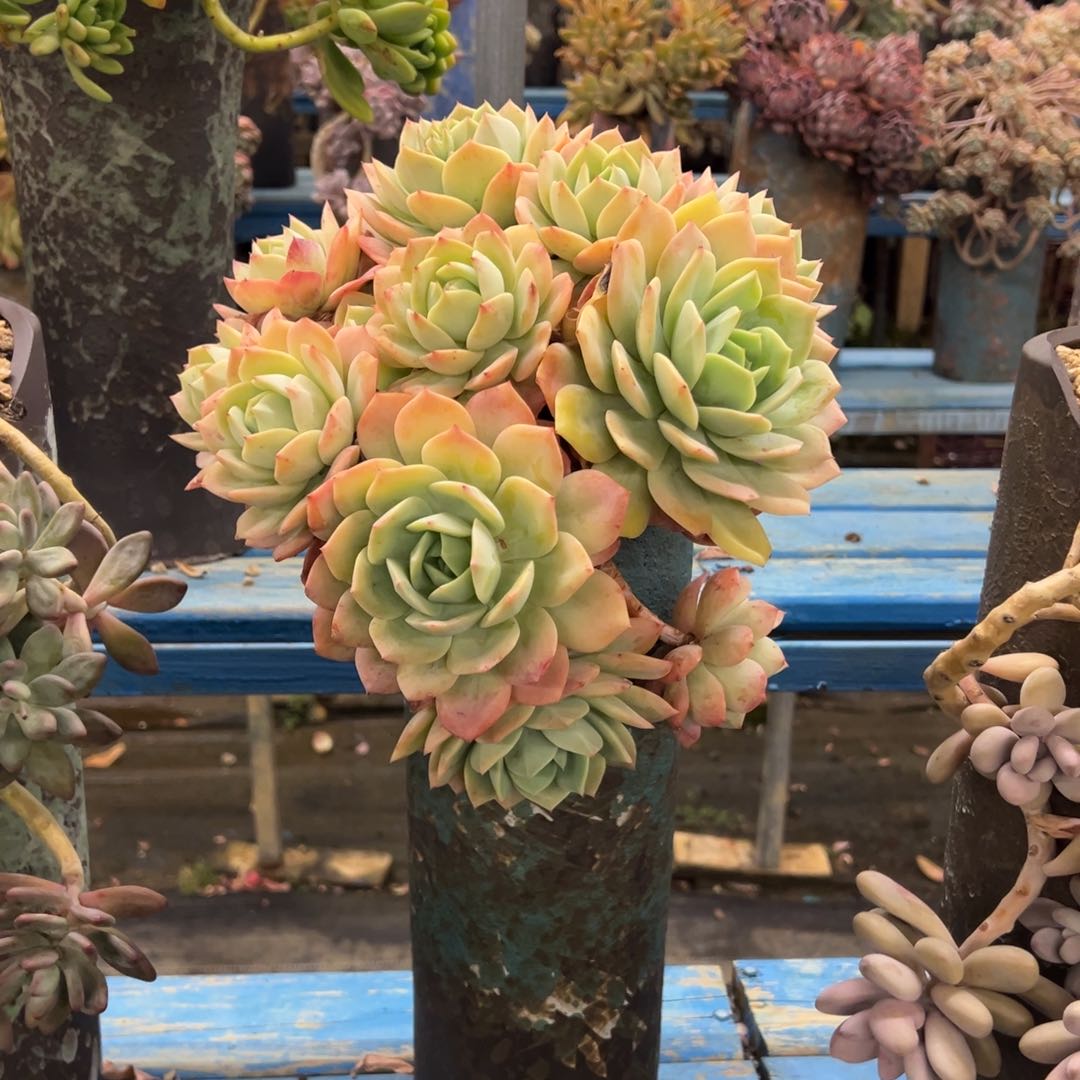 精品念曲悬崖 裸根