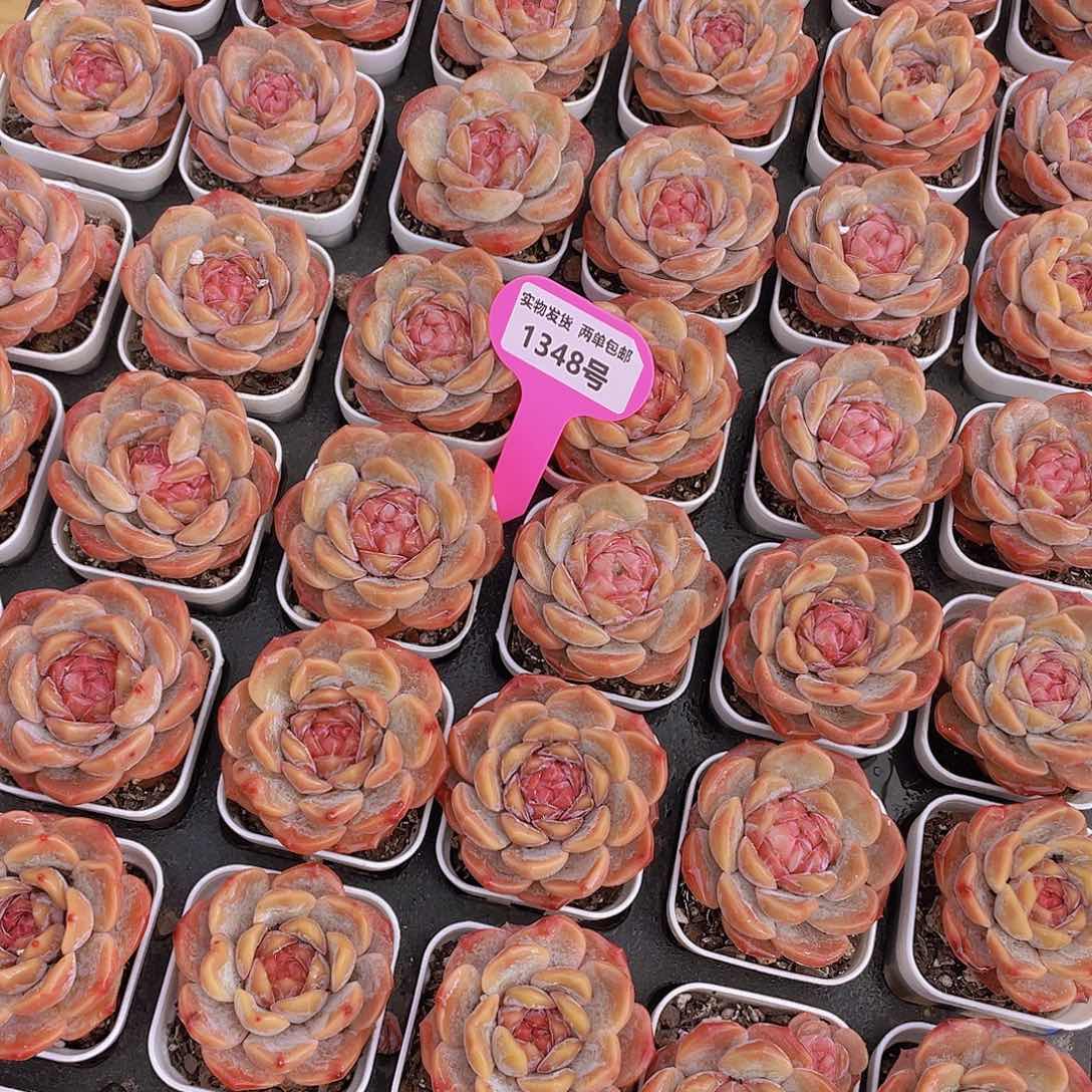 1348号 草莓啵啵单头2个