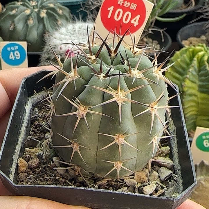 实生狂刺阿寒玉4.5cm一棵